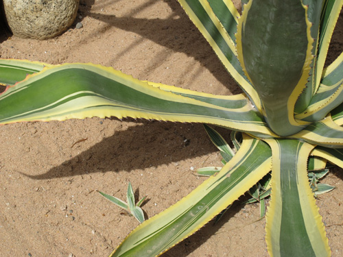 agave